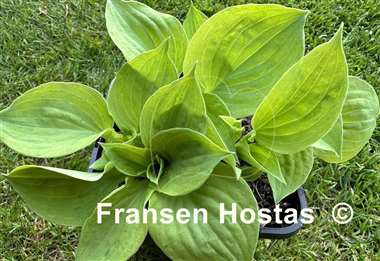 Hosta Green Point